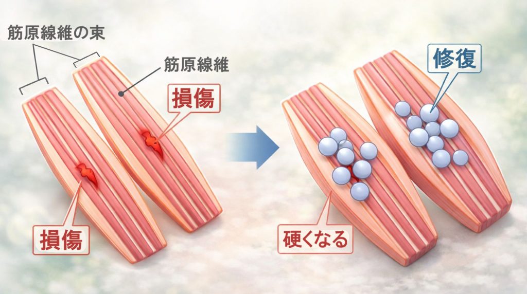 筋肉の損傷から修復のイメージ
