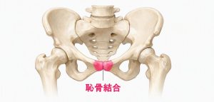 骨盤前面にある恥骨結合の位置を示した図