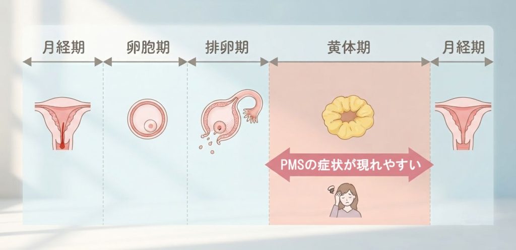 月経周期とPMSの症状が現れやすい時期を示した図