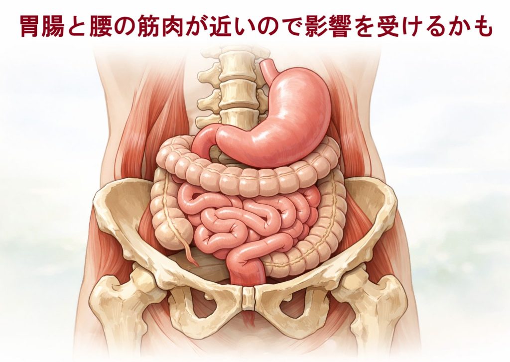 胃腸と腰の筋肉が近いので影響を受けるかもしれないイメージ
