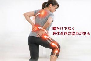 腰だけでなく身体全体の協力があるイメージ