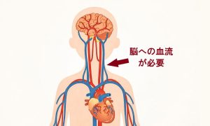脳への血流の図