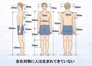 人体の寸法図