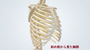 肋骨に沿って伸びる肋間神経の図