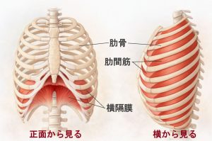 肋間筋と横隔膜の図