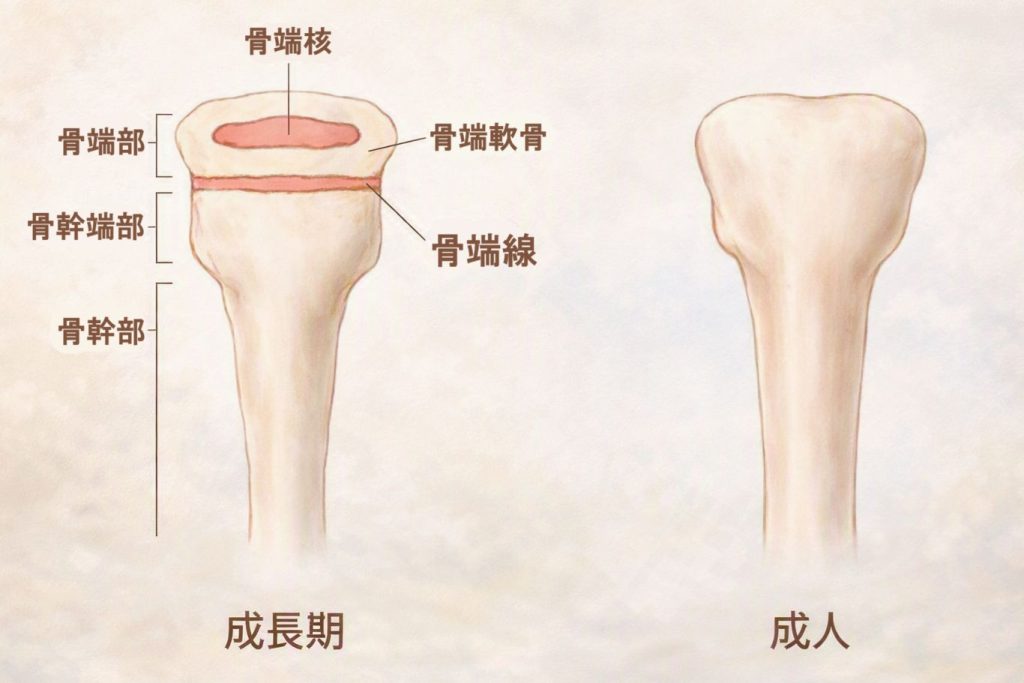 成長期の骨端線と成人の骨の違い