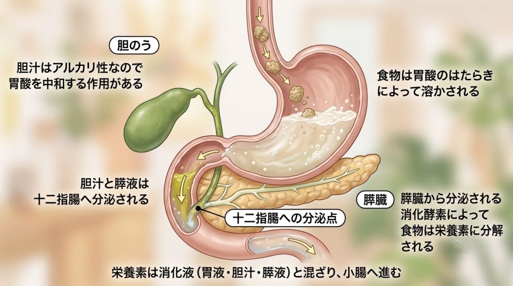 胃・膵臓・胆のう・十二指腸の働き