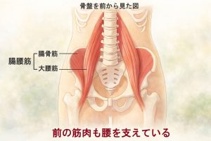 腸腰筋の説明図