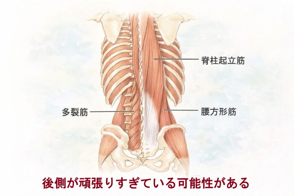 腰の後ろ側の筋肉