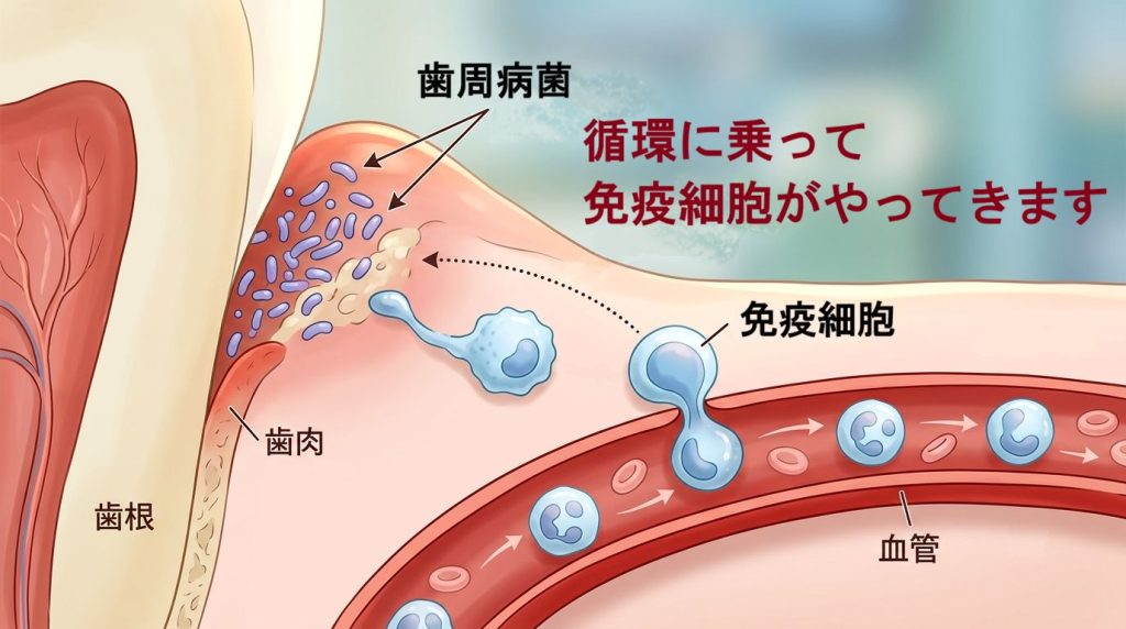免疫細胞が細菌から身体を守るイメージ