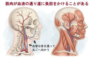 頭部へ向かう血管の図