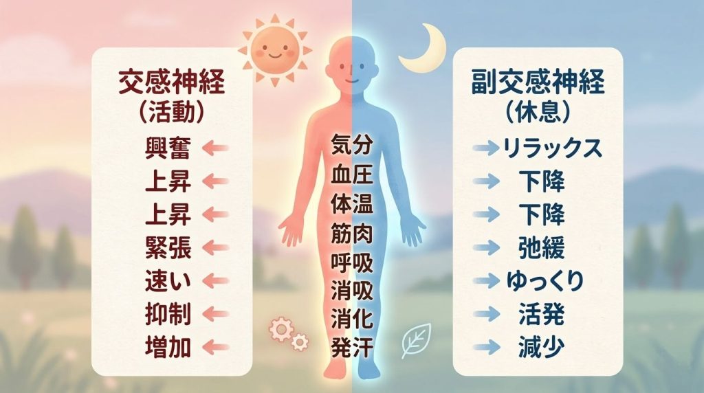 交感神経と副交感神経のイメージ