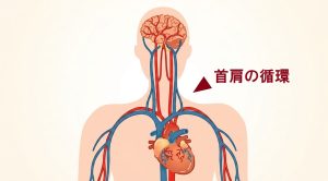 脳と血管を表す絵