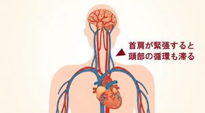 脳と血管を表す絵