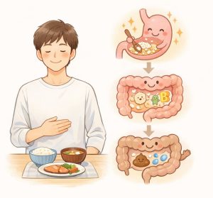 食べたものの消化・吸収・排泄のイメージ図