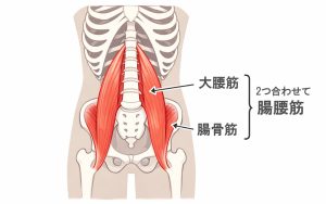 腸腰筋のイラスト