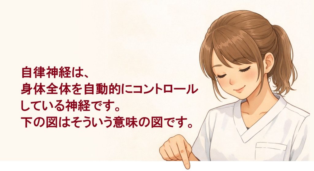 下の自律神経系分布図を分かり易く説明するイラスト