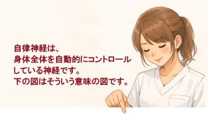 下の自律神経系分布図を分かり易く説明するイラスト