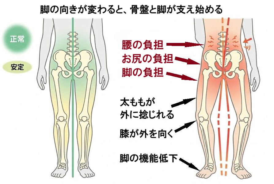 脚の向きが変わると、骨盤と脚が支え始める