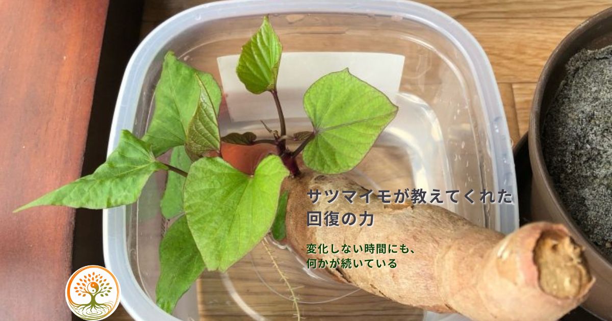 サツマイモが教えてくれた回復の力