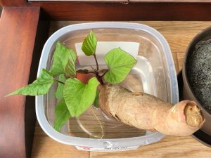 現在の葉が大きく広がったサツマイモ