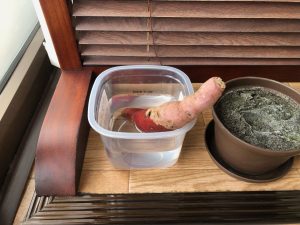 水栽培を始めたばかりのサツマイモ